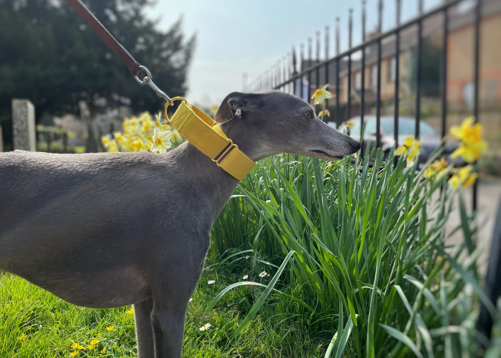 Yellow Martingale Whippet Greyhound Collar Italian Lurcher