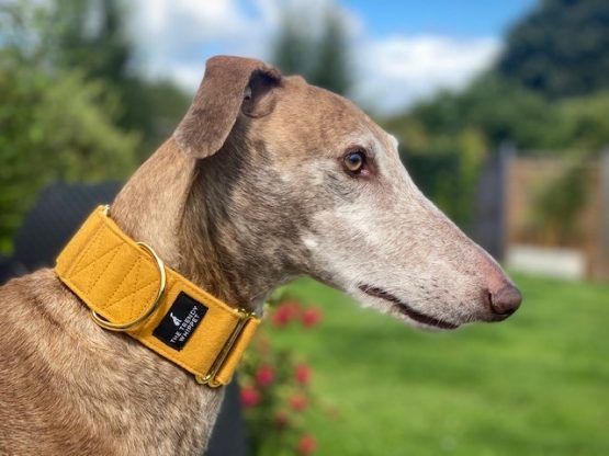 whippet greyhound collar