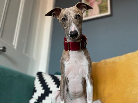 whippet greyhound collar