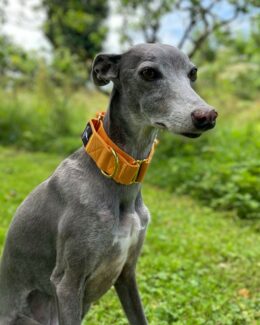 whippet greyhound collar