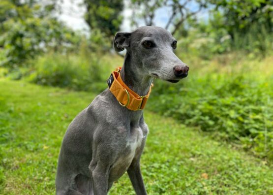 whippet greyhound collar
