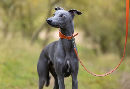 whippet greyhound collar