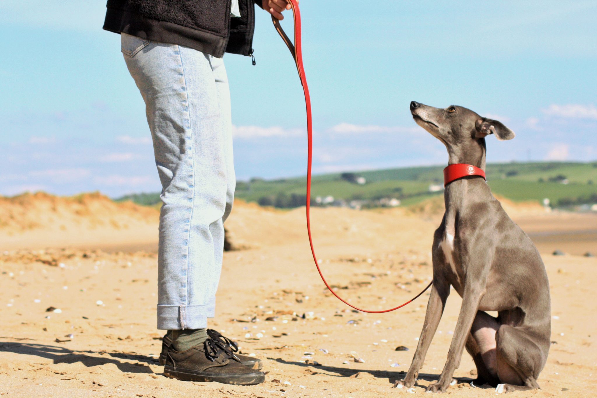 lurcher puppy collar