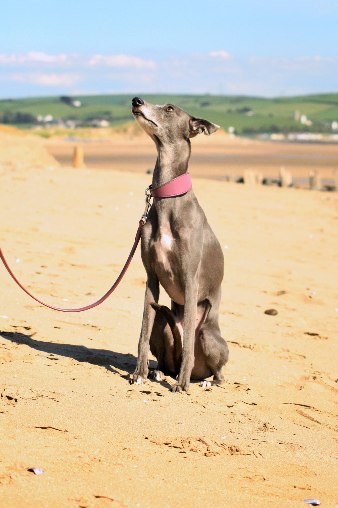 whippet lead