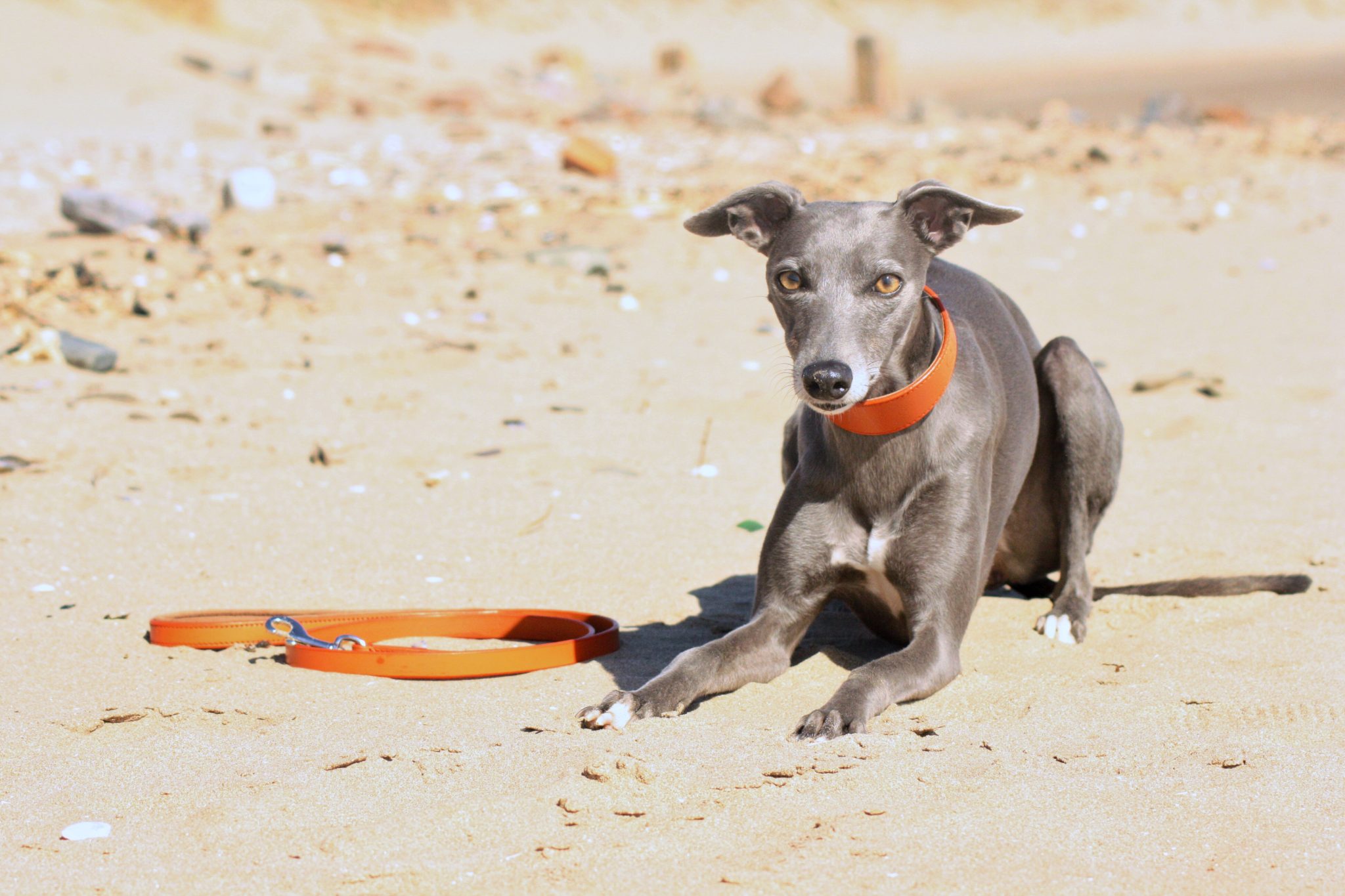Orange Leather Whippet Greyhound Lead Italian Lurcher