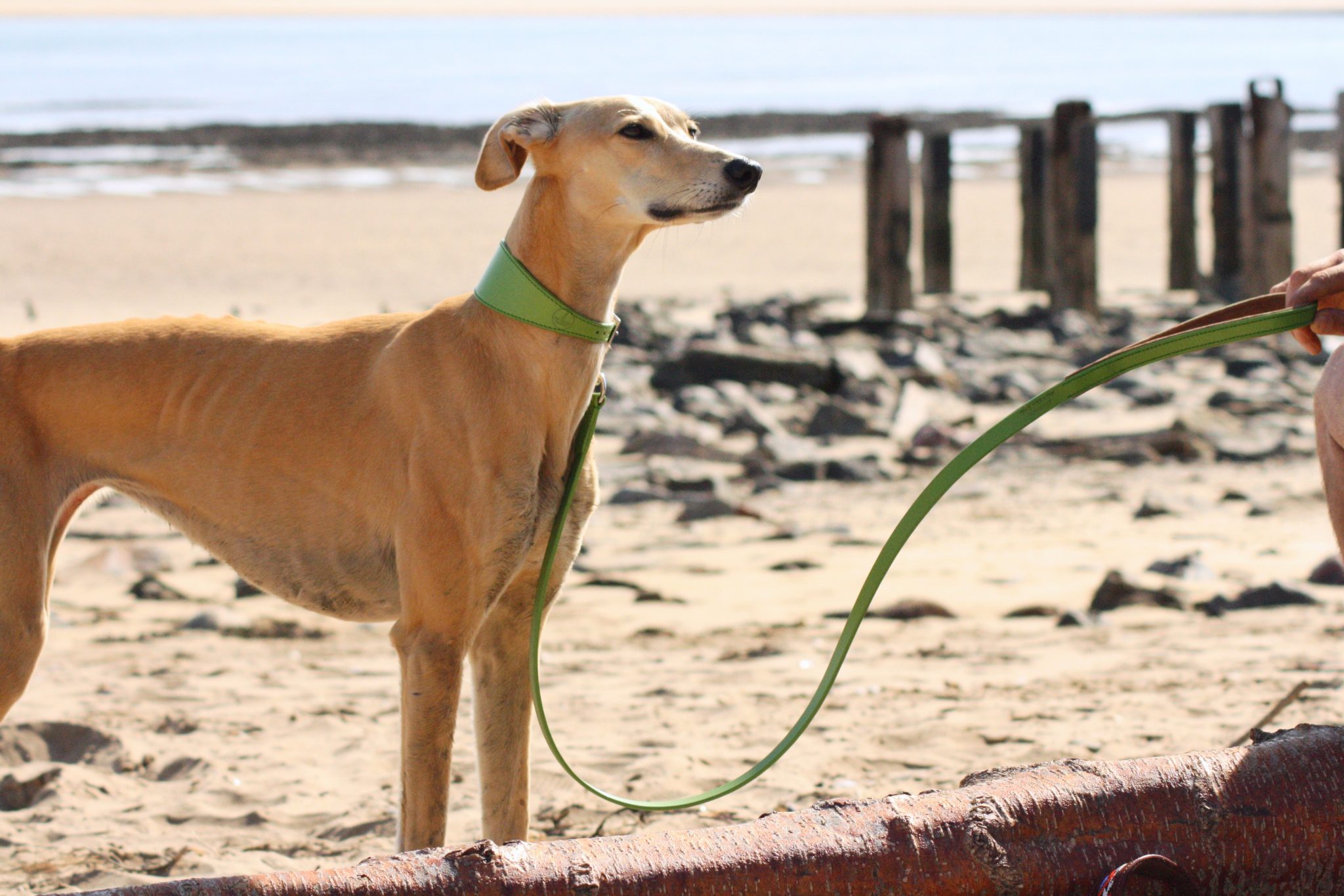 Lurcher leads outlet