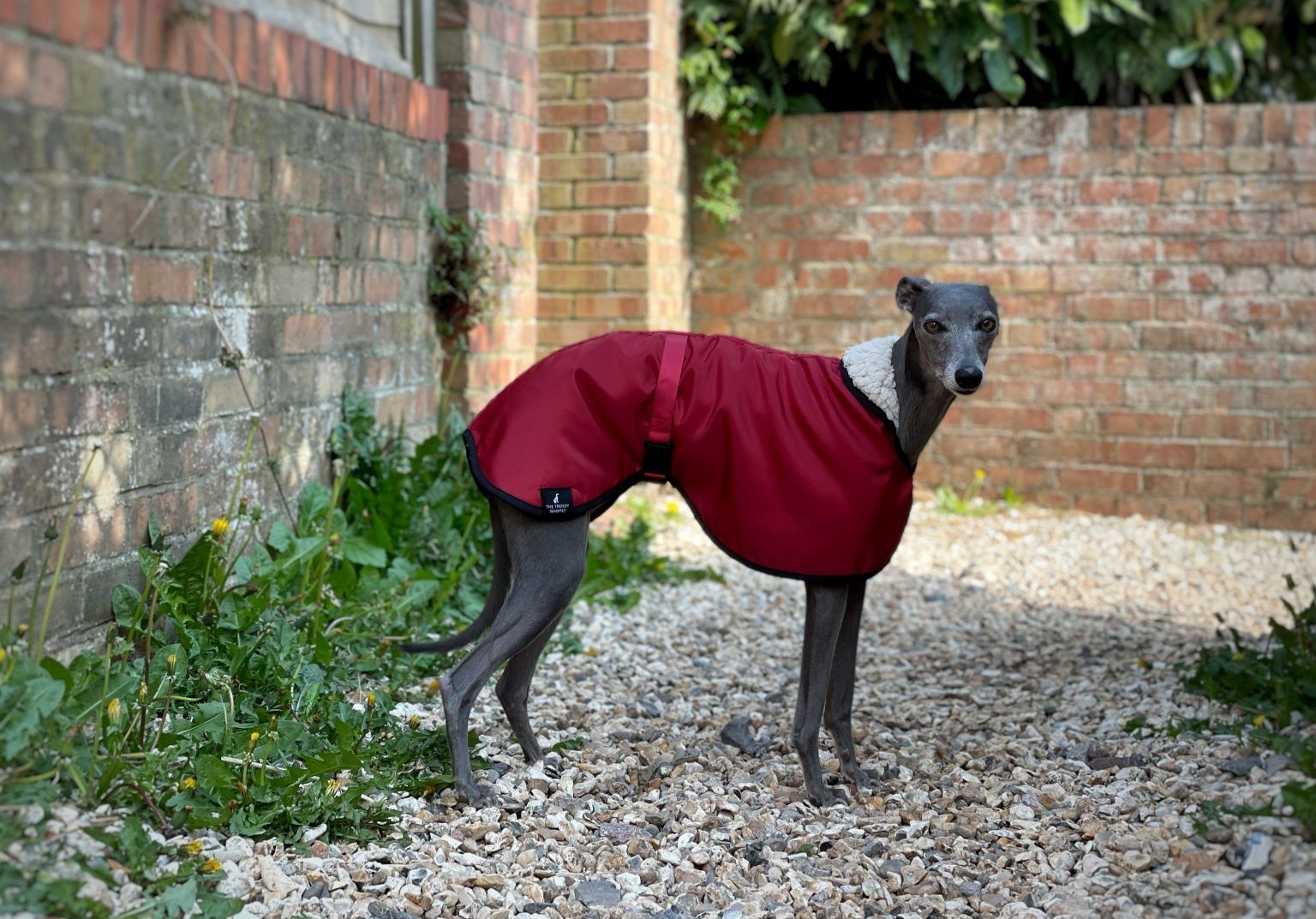 Burgundy Waterproof Fleece Whippet Greyhound Coat Lurcher