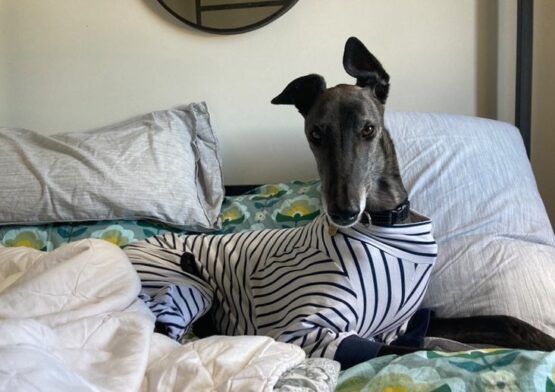 whippet greyhound jumper
