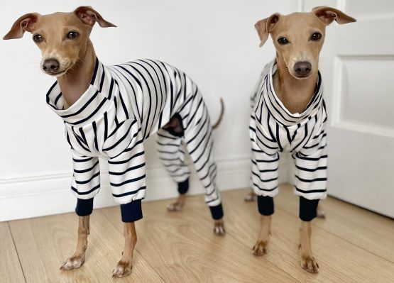 whippet greyhound jumper