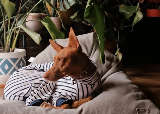 whippet greyhound jumper