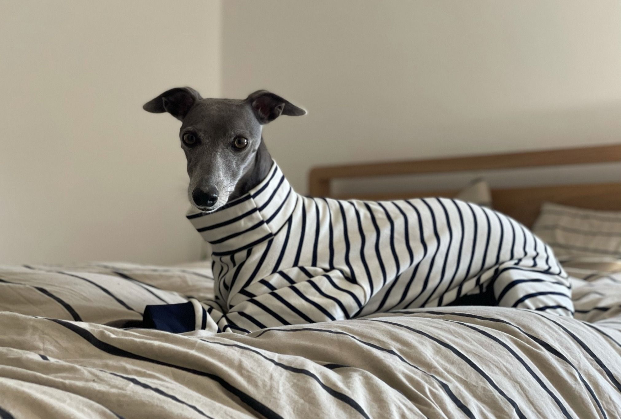 whippet pyjamas