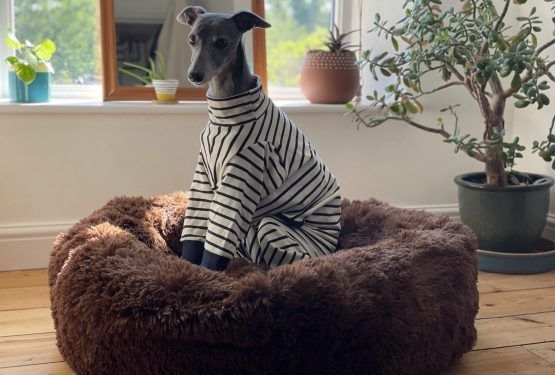 whippet greyhound onesie