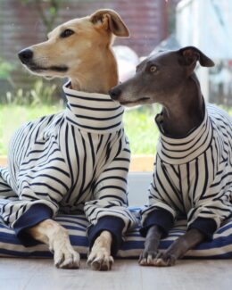 onesie whippet greyhound