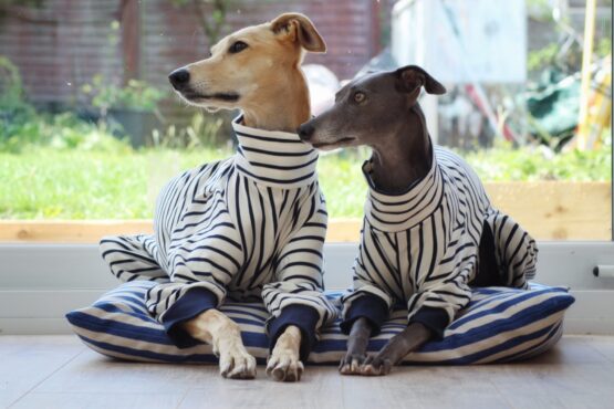 onesie whippet greyhound