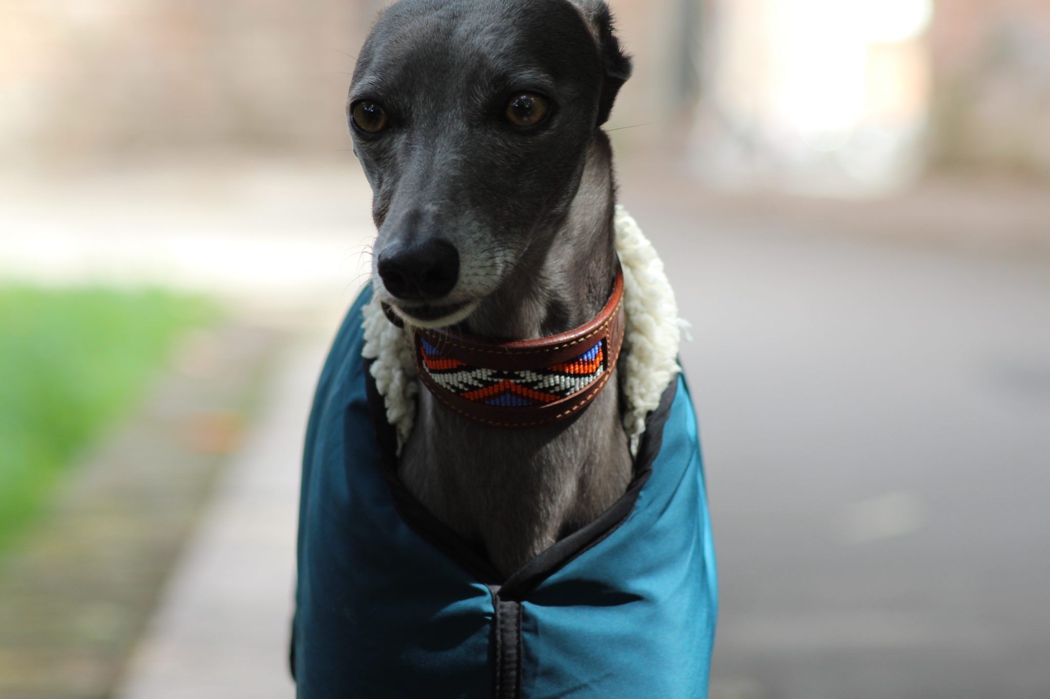 pippas whippet collars