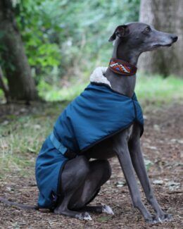 waterproof whippet coat