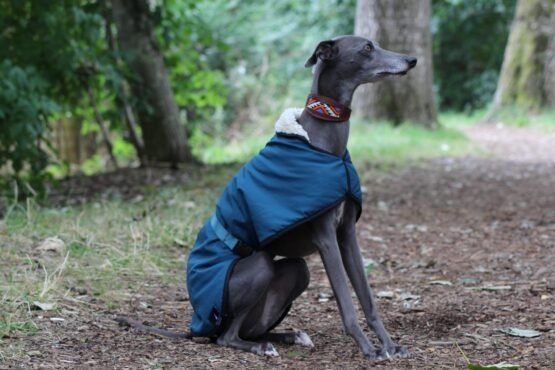 waterproof whippet coat