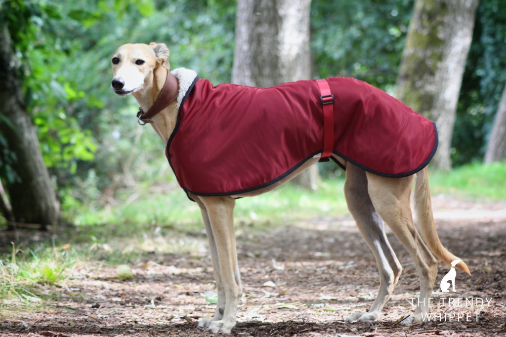Burgundy Waterproof Fleece Lined Greyhound Coat Whippet Lurcher