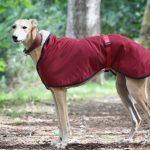 whippet greyhound coat