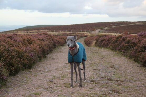 whippet greyhound coat