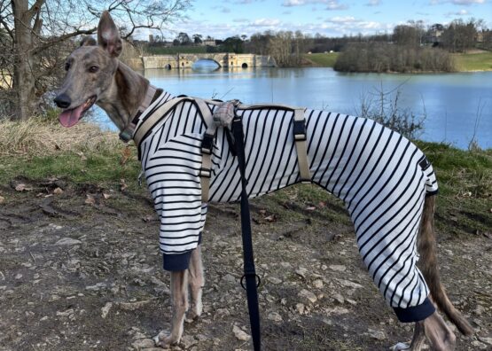 whippet greyhound jumper