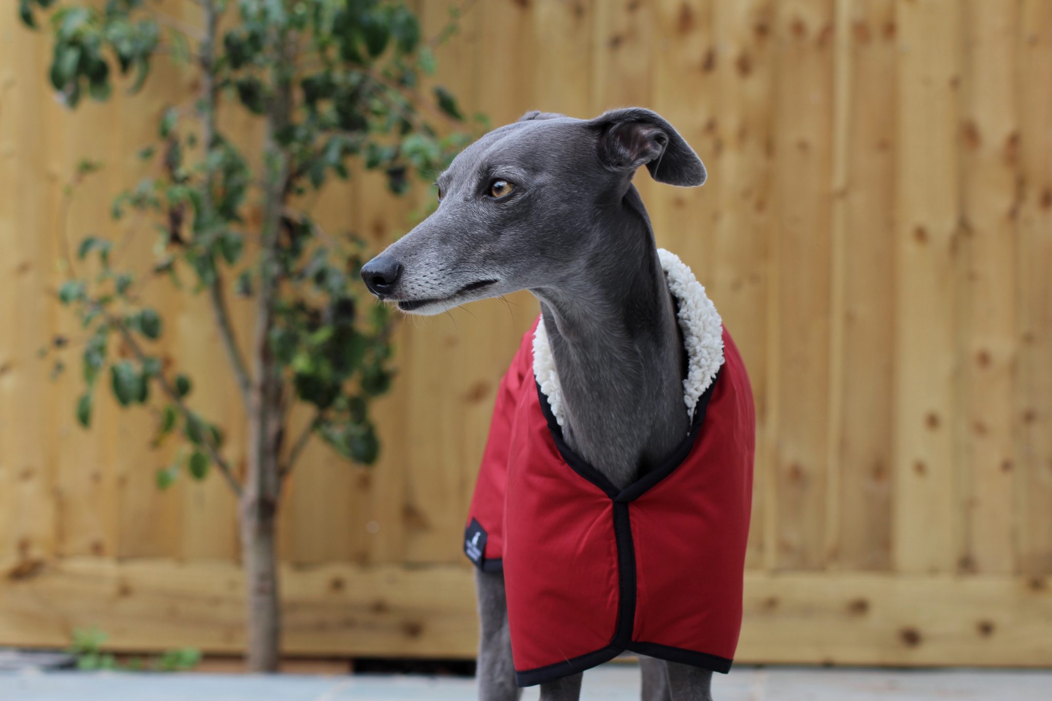 Burgundy Waterproof Fleece Lined Whippet Greyhound Coat Lurcher