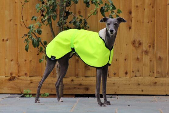 whippet greyhound coat