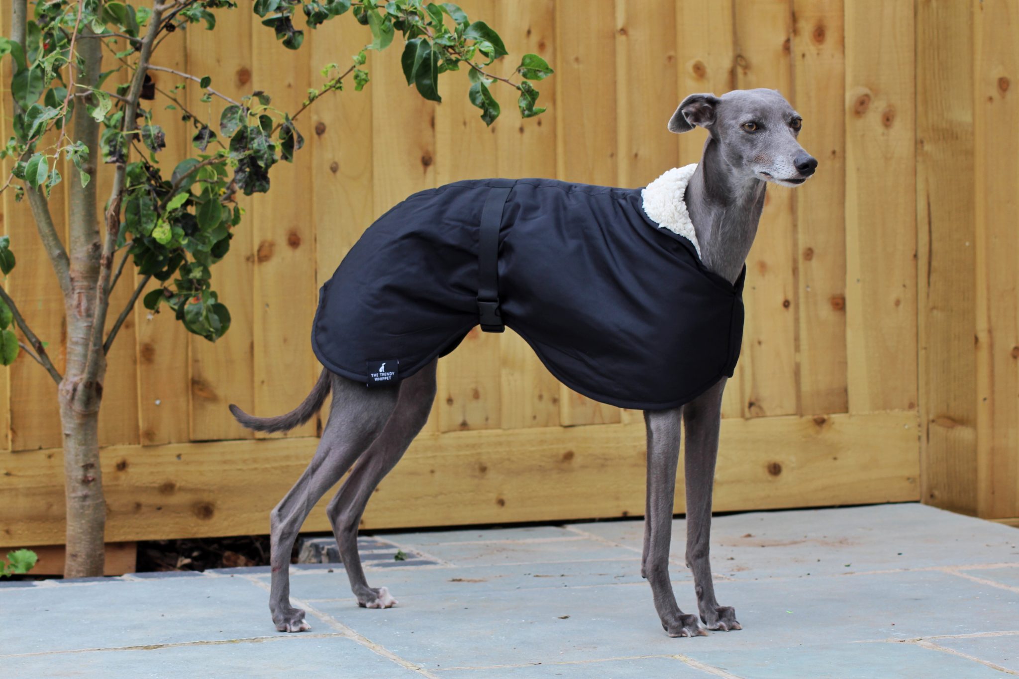 Italian greyhound coats uk Clearance