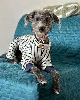 whippet greyhound jumper