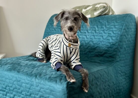 whippet greyhound jumper
