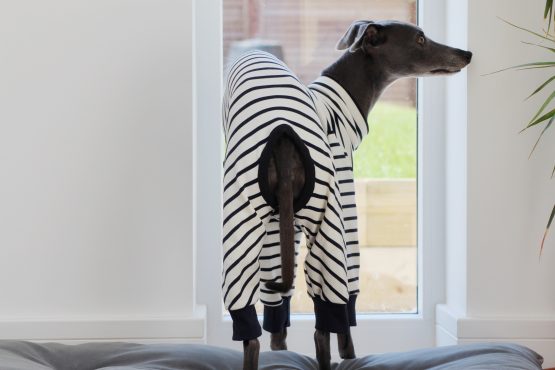 whippet greyhound jumper