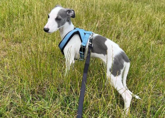 whippet greyhound harness