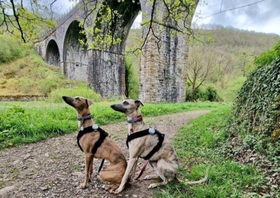 whippet greyhound harness