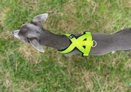 whippet greyhound harness