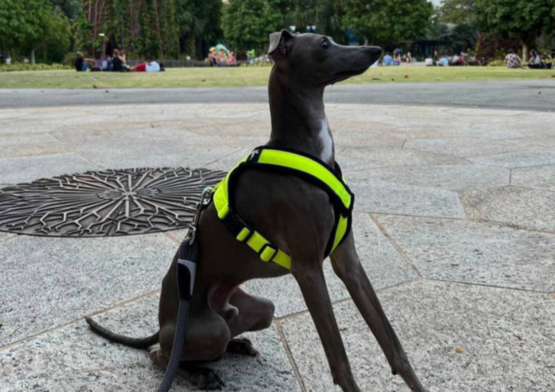 whippet greyhound harness