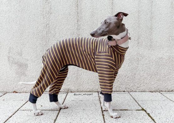 whippet greyhound jumper