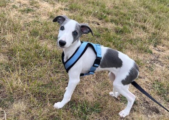 whippet greyhound harness