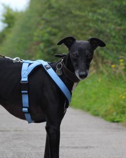 whippet greyhound harness