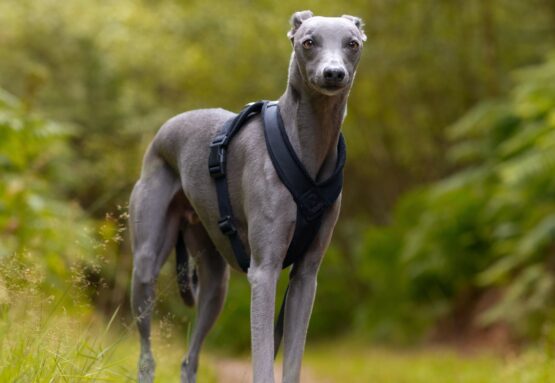 whippet greyhound harness