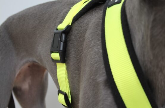 whippet greyhound harness