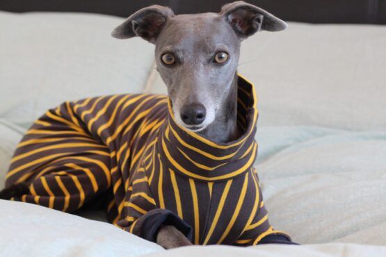 whippet greyhound jumper