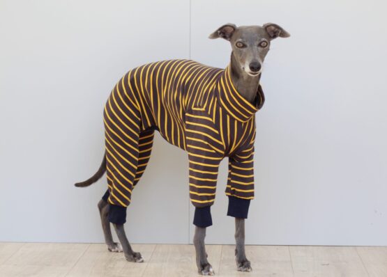 whippet greyhound jumper