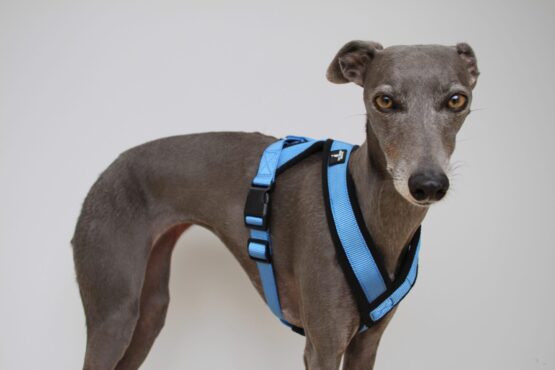 whippet greyhound harness