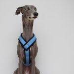 whippet greyhound harness