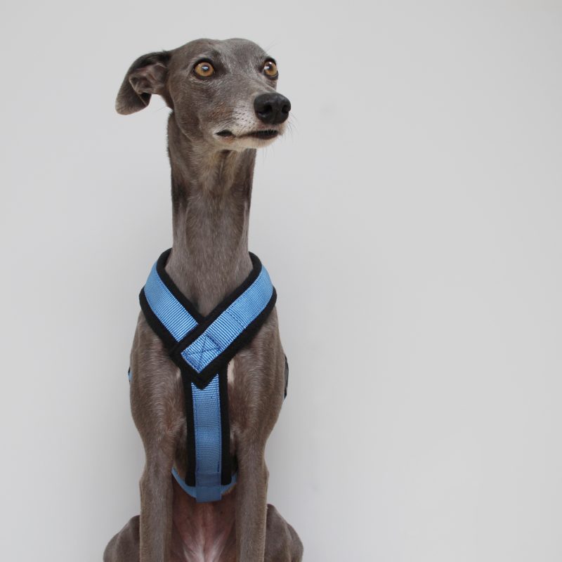 Blue Padded Fleece Whippet Harness Greyhound Italian Lurcher