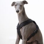 whippet greyhound harness