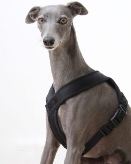 whippet greyhound harness