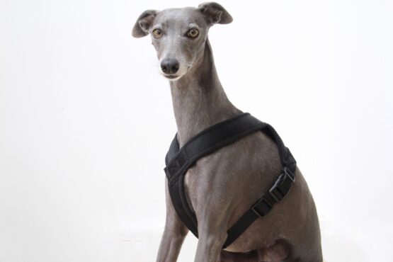 whippet greyhound harness