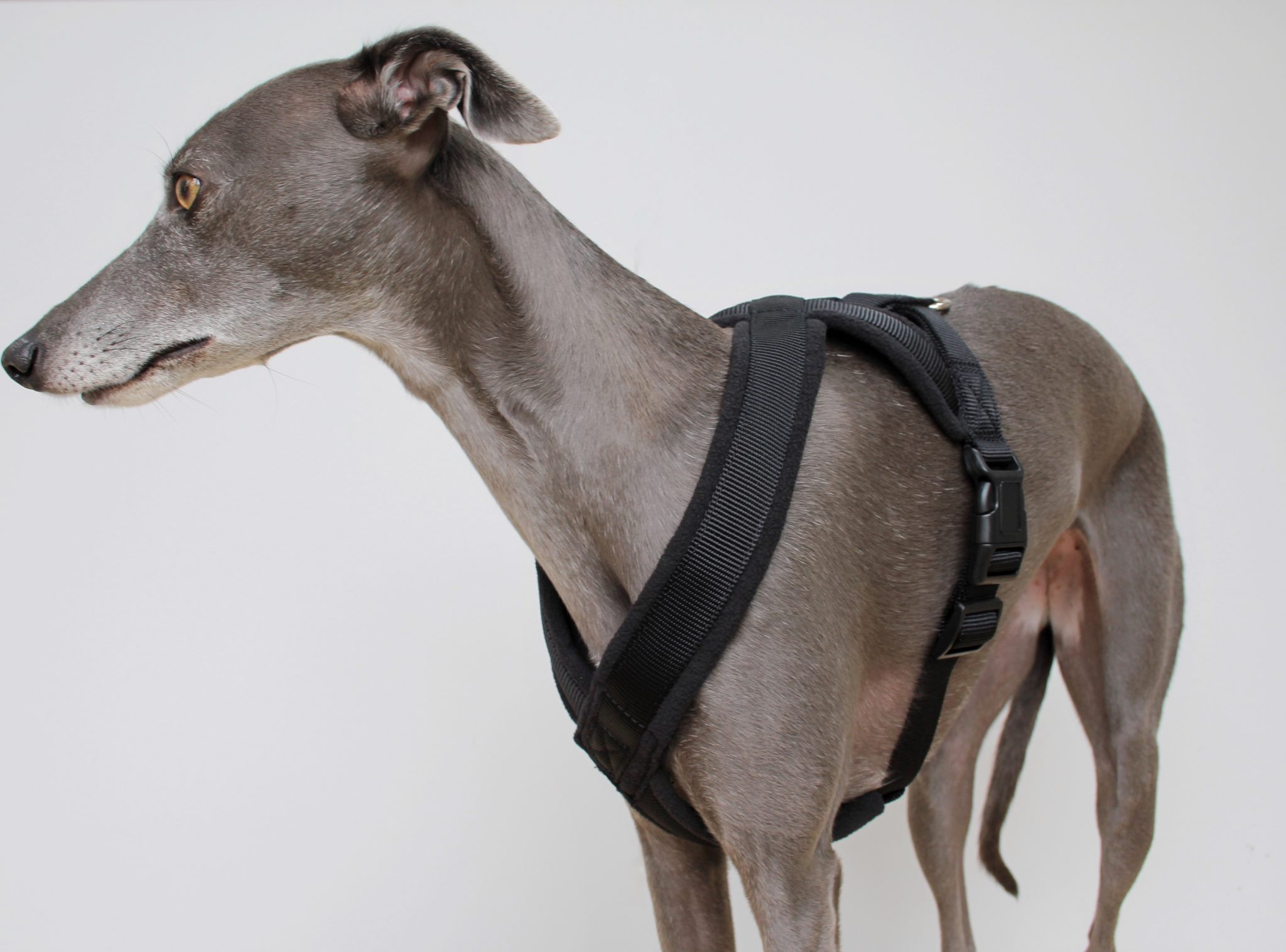 Black Padded Fleece Whippet Harness Greyhound Italian Lurcher