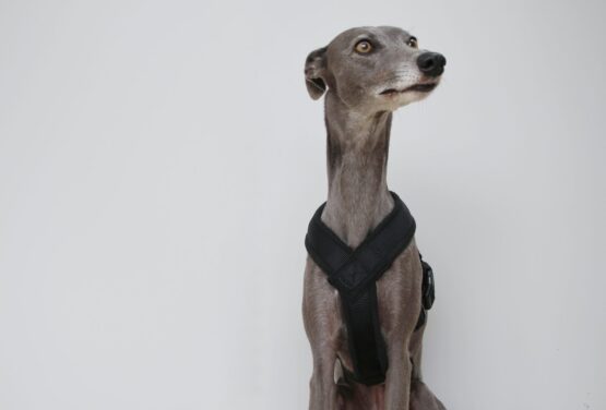 whippet greyhound harness